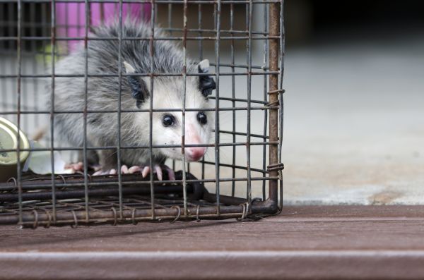 Worcester Wildlife Removal