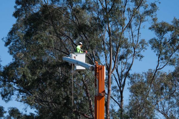Worcester Tree Trimming