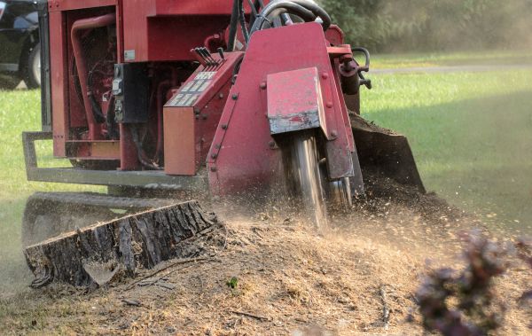 Worcester Tree Removal